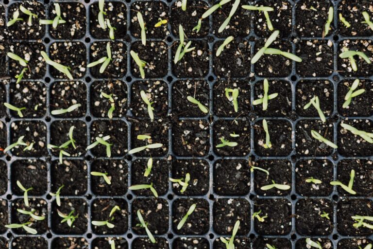 How to Start Seeds Indoors: Timing, Lighting, and Hardening Off