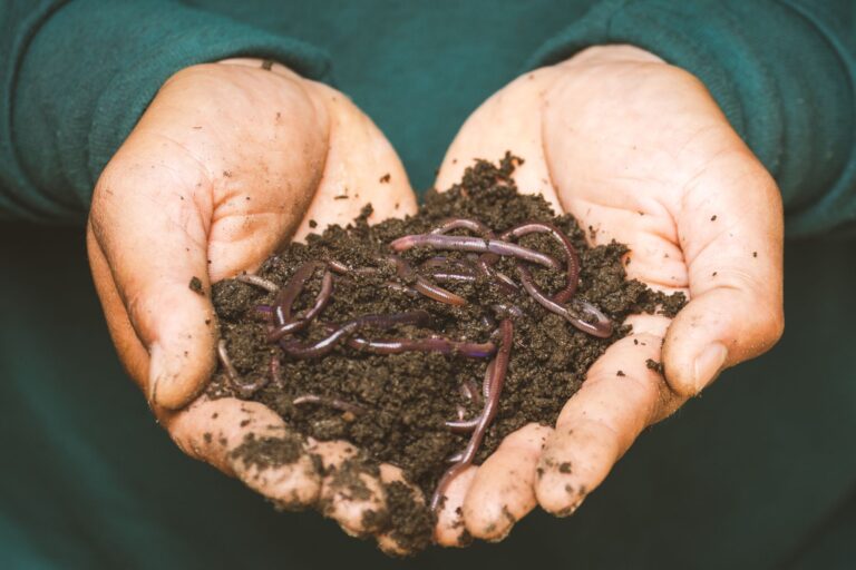 How to Build a Worm Composting Bin on a Budget