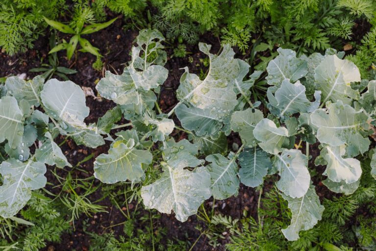 Permaculture Water Harvesting: Swales, Rain Gardens, and Hugelkultur Beds