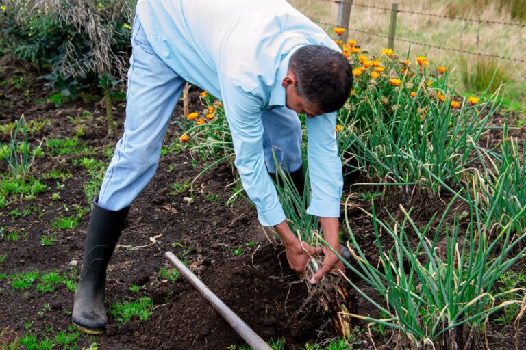 Growing Perennial Vegetables: Plant Once, Harvest for Years