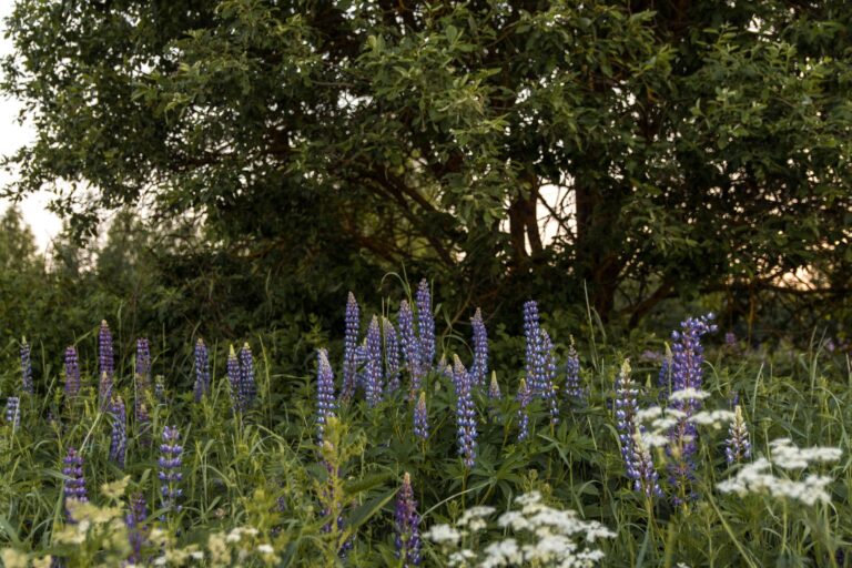 10 Essential Companion Planting Combinations for a Thriving Food Forest - permaeasy
