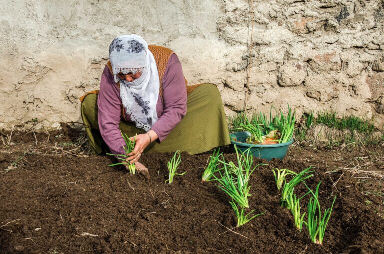 No-Dig vs. Traditional Gardening: Which Soil-Building Method is Best for Your Harvest? - permaeasy