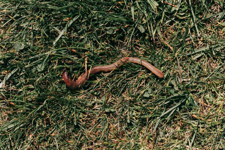 Vermicomposting: Step-by-Step Guide - Treehugger - permaeasy