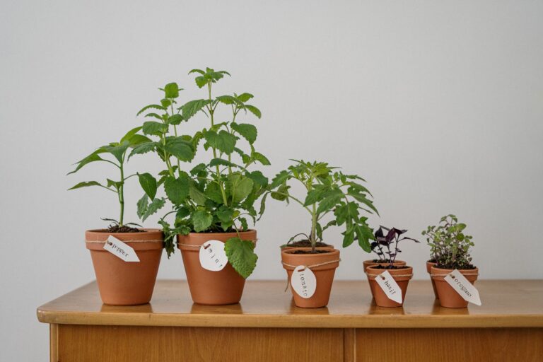 These 7 Herb Garden Kits Make Growing Fresh Herbs at Home Effortless - permaeasy