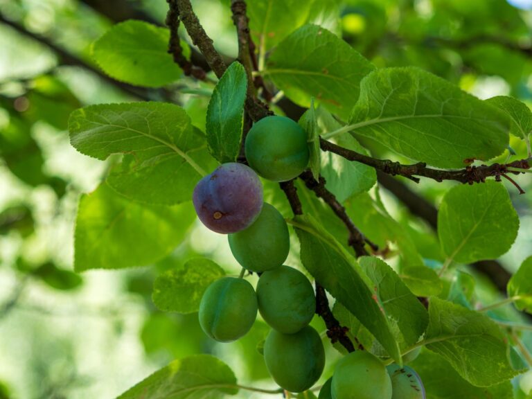 An editorial image illustrating permaculture guilds shaded fruit tree understories.