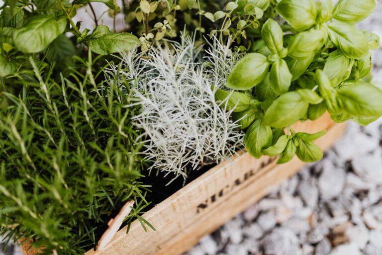 An inviting home-and-garden scene showing basil growing cultivar selection planting and harvesting.