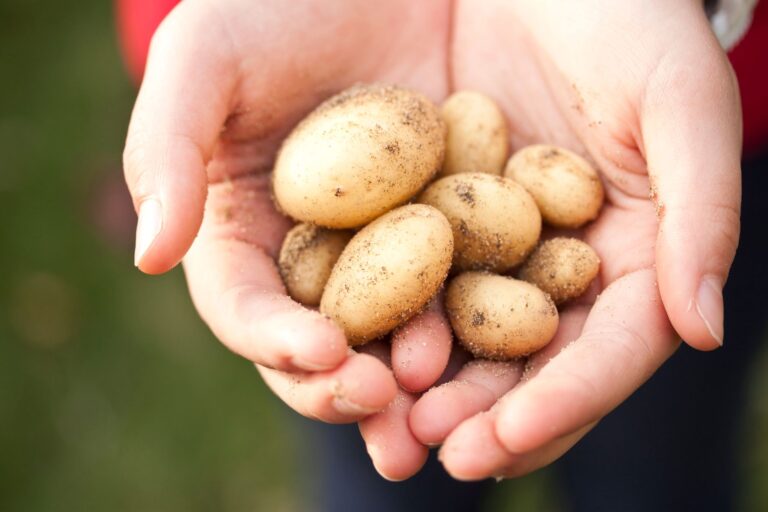 Fall Harvest Strategy: Plan for Year-Round Permaculture Yield - permaeasy