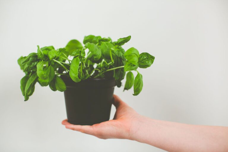 An inviting home-and-garden scene showing grow basil indoors year round beginner's.