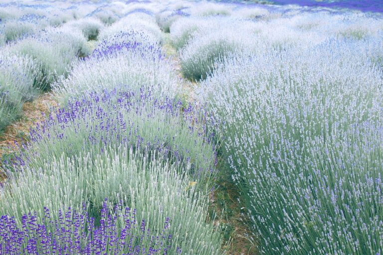 An inviting home-and-garden scene showing grow lavender indoors care beginners.