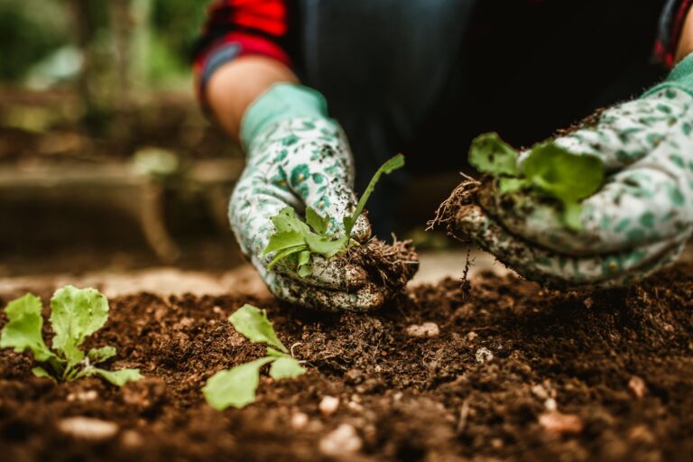 An editorial image illustrating no dig lawn conversion tips tricks growing beds.