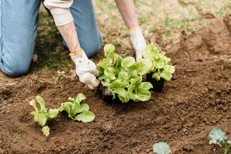 An inviting home-and-garden scene showing spring vegetable planting crops and timing home gardens.