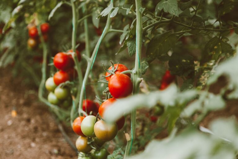 An inviting home-and-garden scene showing tomato companion planting maximize yields and prevent pests naturally.