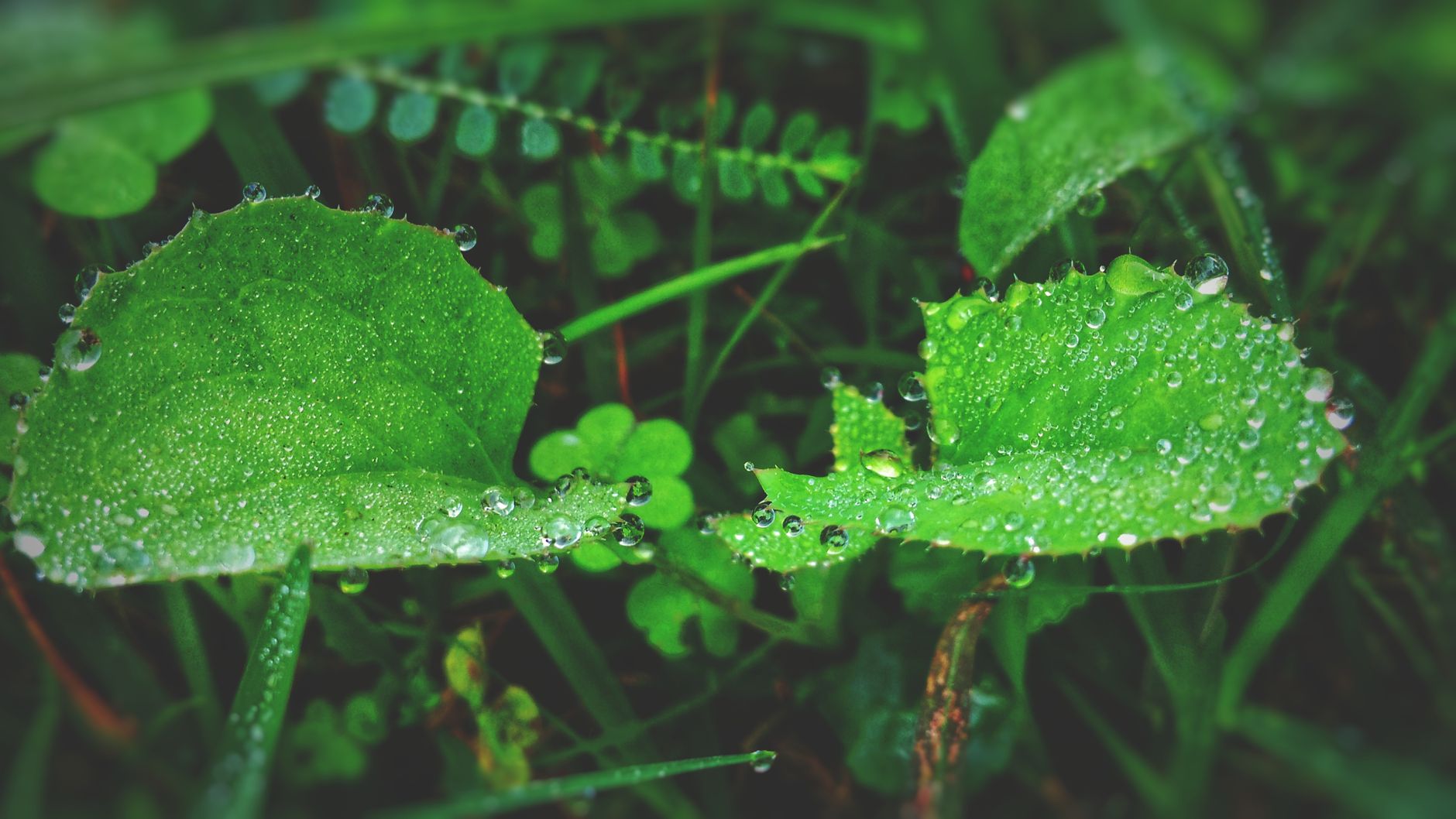 Cultivar Selection: Which Plants Actually Thrive on Recycled Water — Greywater Recycling in Permaculture Systems: 6 Experts on Safe Filtration, Plant