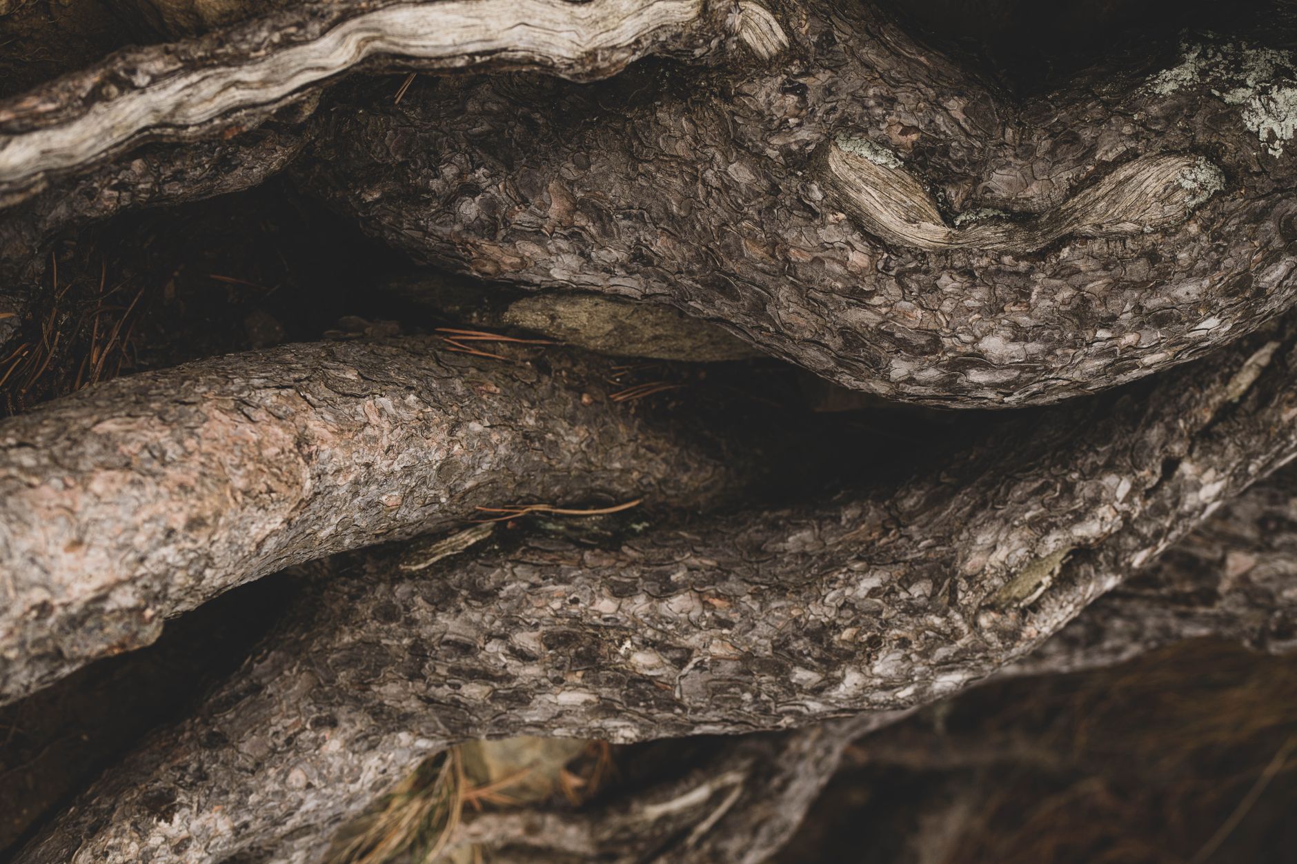 Pest Management: Preventing Root Intrusion, Clogs, and Pathogen Buildup — Greywater Recycling in Permaculture Systems: 6 Experts on Safe Filtration, P
