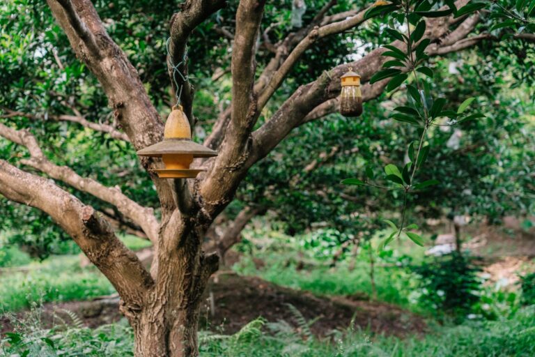 Permaculture for Beginners: How to Design Your First Food Forest - PermaEasy