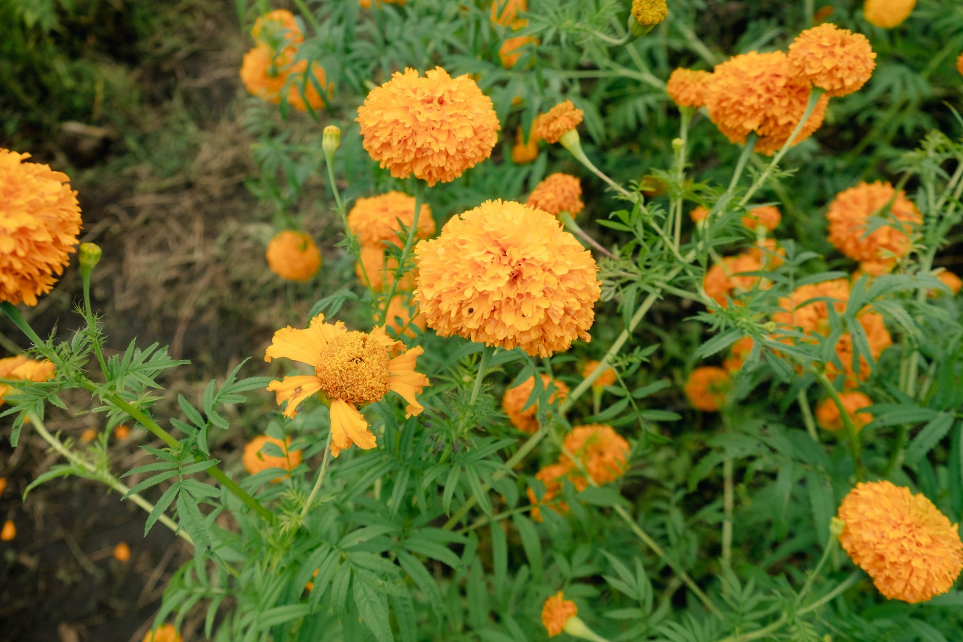 Mistake #4: Not Using Companion Planting — 5 Seasonal Planting Mistakes to Avoid for a Thriving Home Garden in 2026